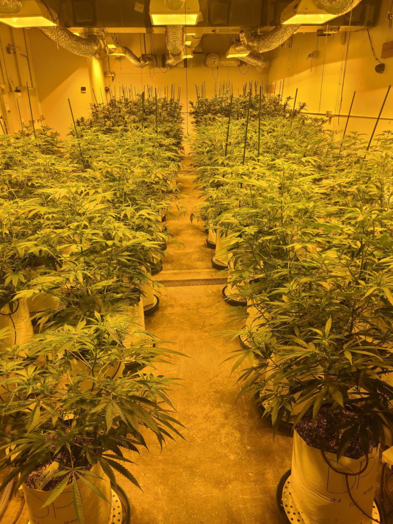 Cannabis Plants Under VPD Lighting in a Crop Steering Setup