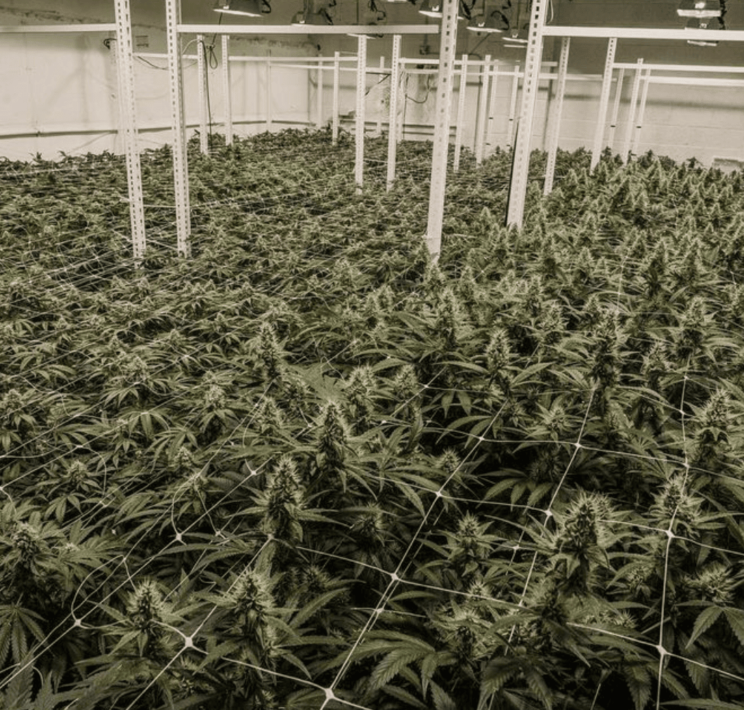 Cannabis Canopy with Large Buds - Precision Crop Steering Techniques